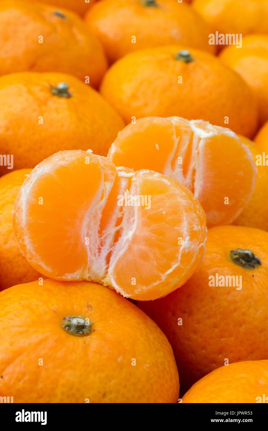 Kishu mandarins, Citrus kinokuni Stock Photo - Alamy