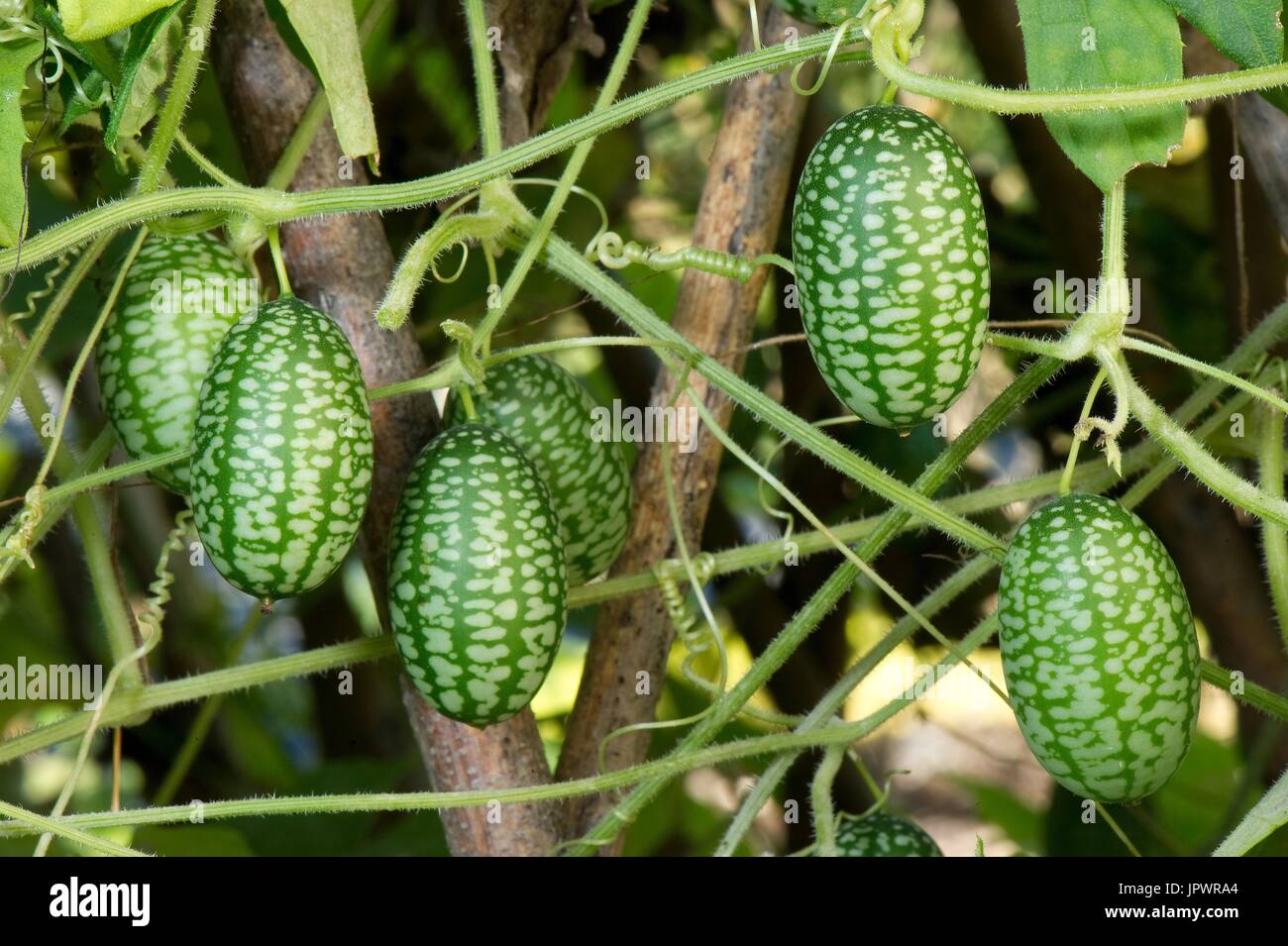 Mexican sour gherkin cucumber (Melothria scabra) Stock Photo