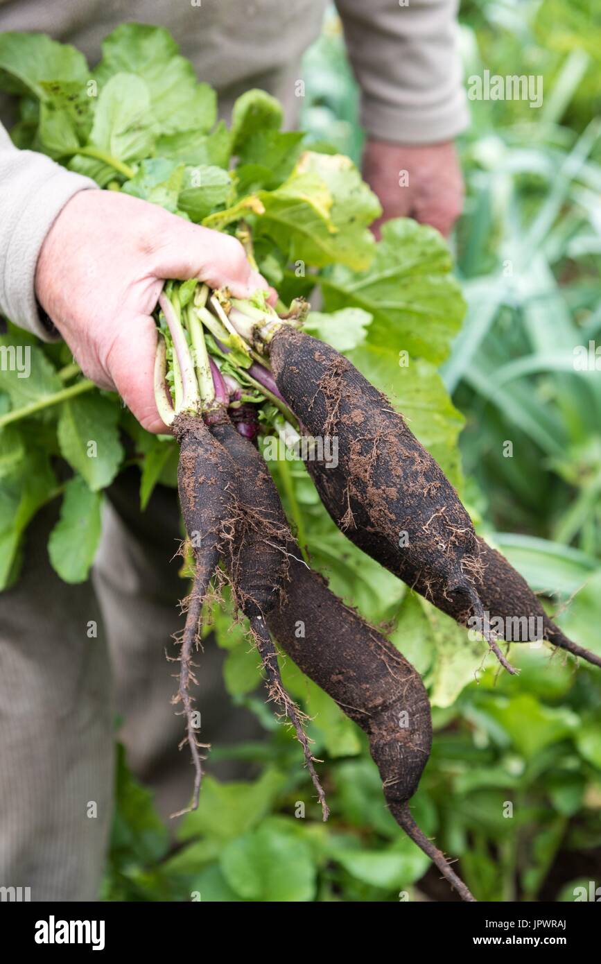 Harvest of black radishes Stock Photo Alamy