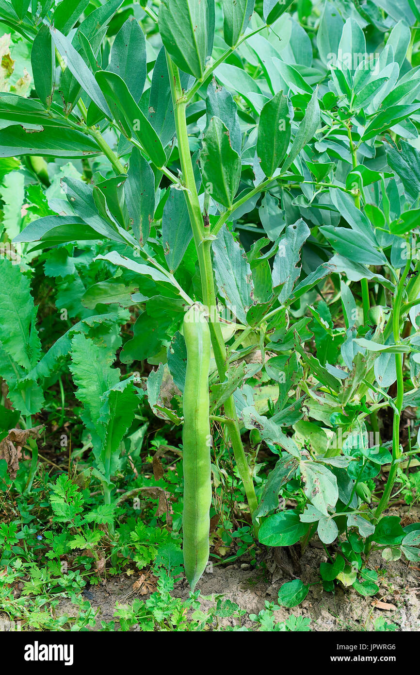 Plant of beans, Dordogne, France Stock Photo Alamy