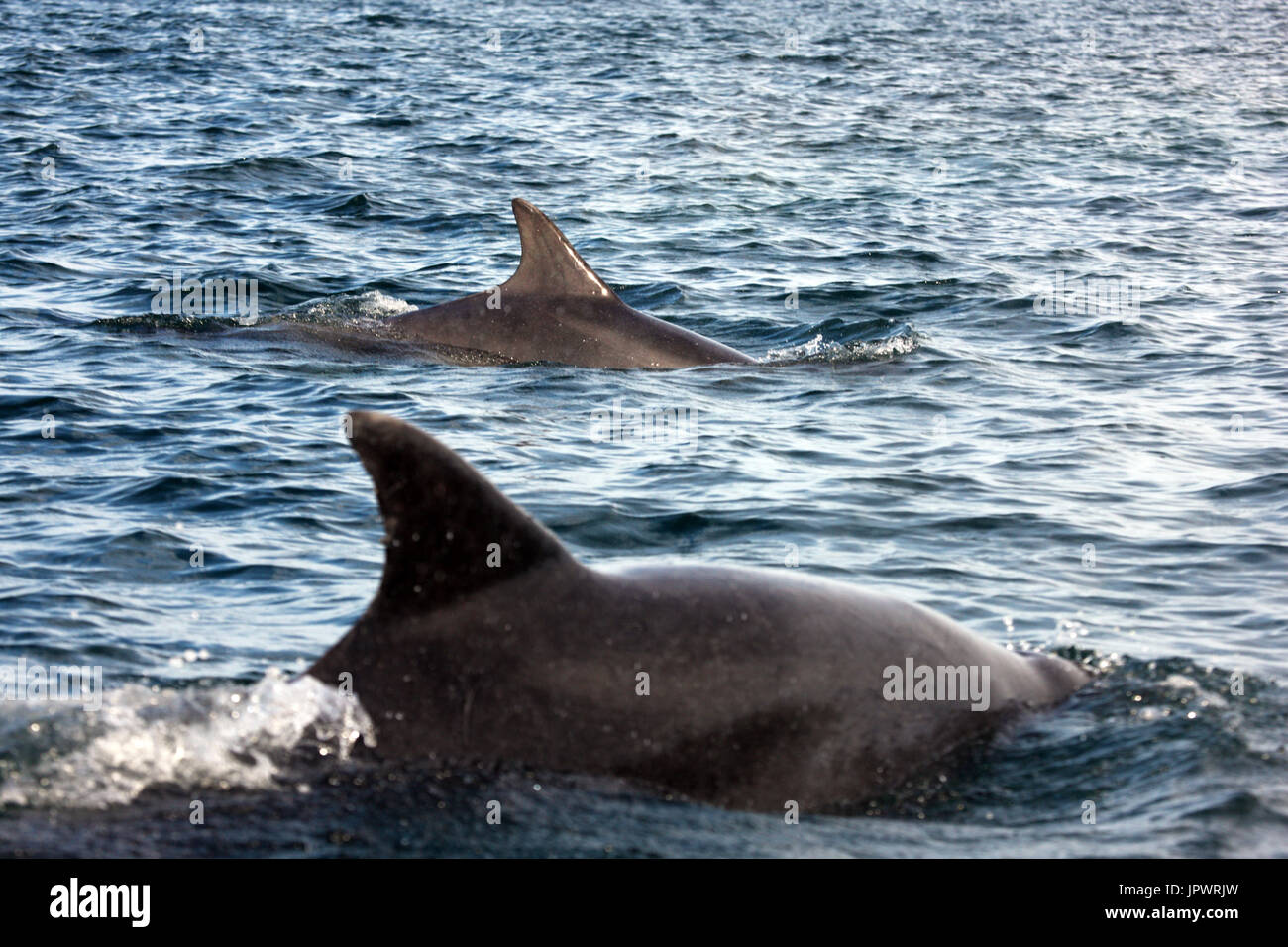 Bottlenose dolphins Stock Photo