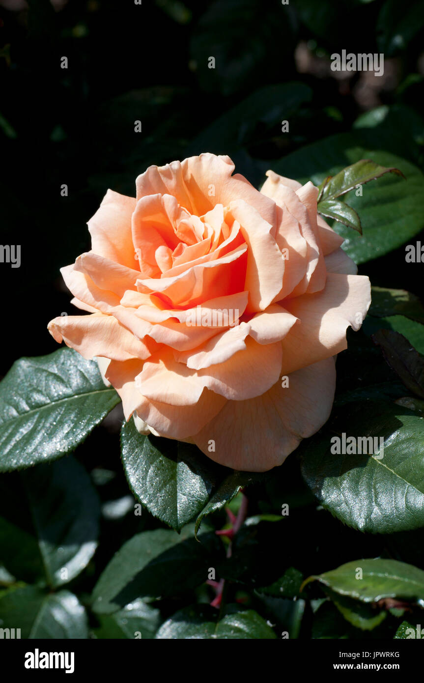 Rose-tree 'Indian Summer' in bloom in a garden Stock Photo - Alamy