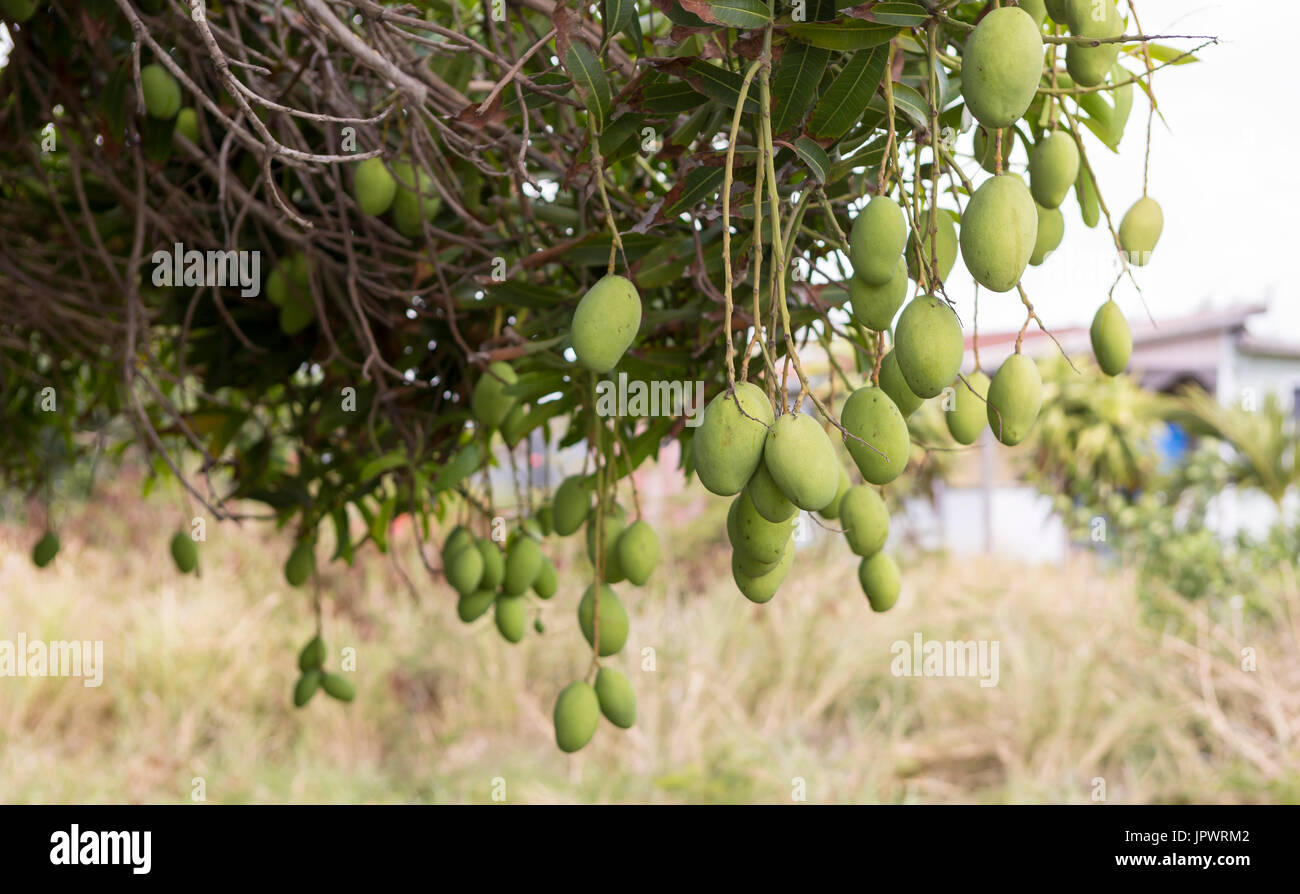 Mangoes. Green mangoes hang over a corrugated fence into a public area