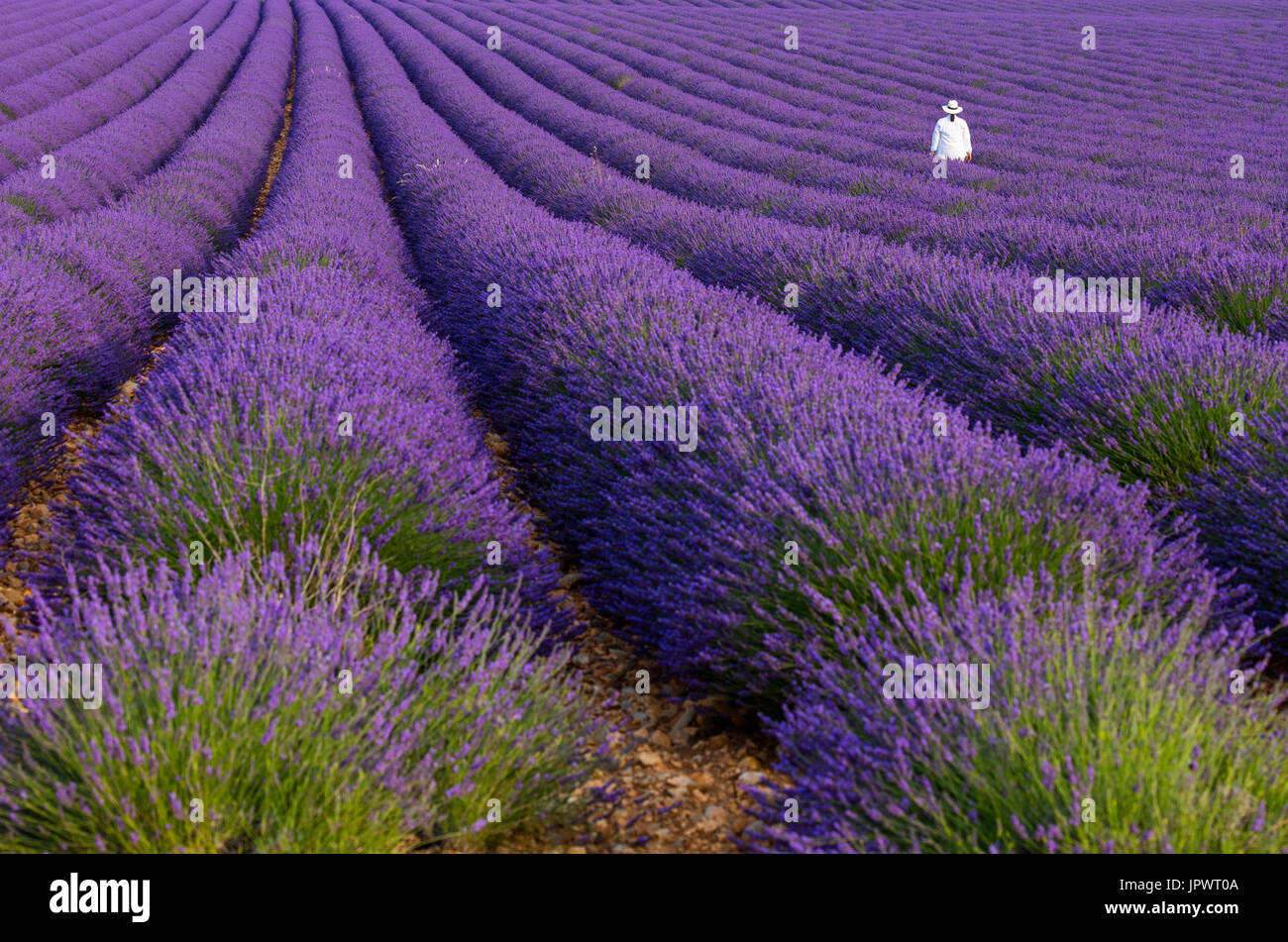Lavandula hybrida online
