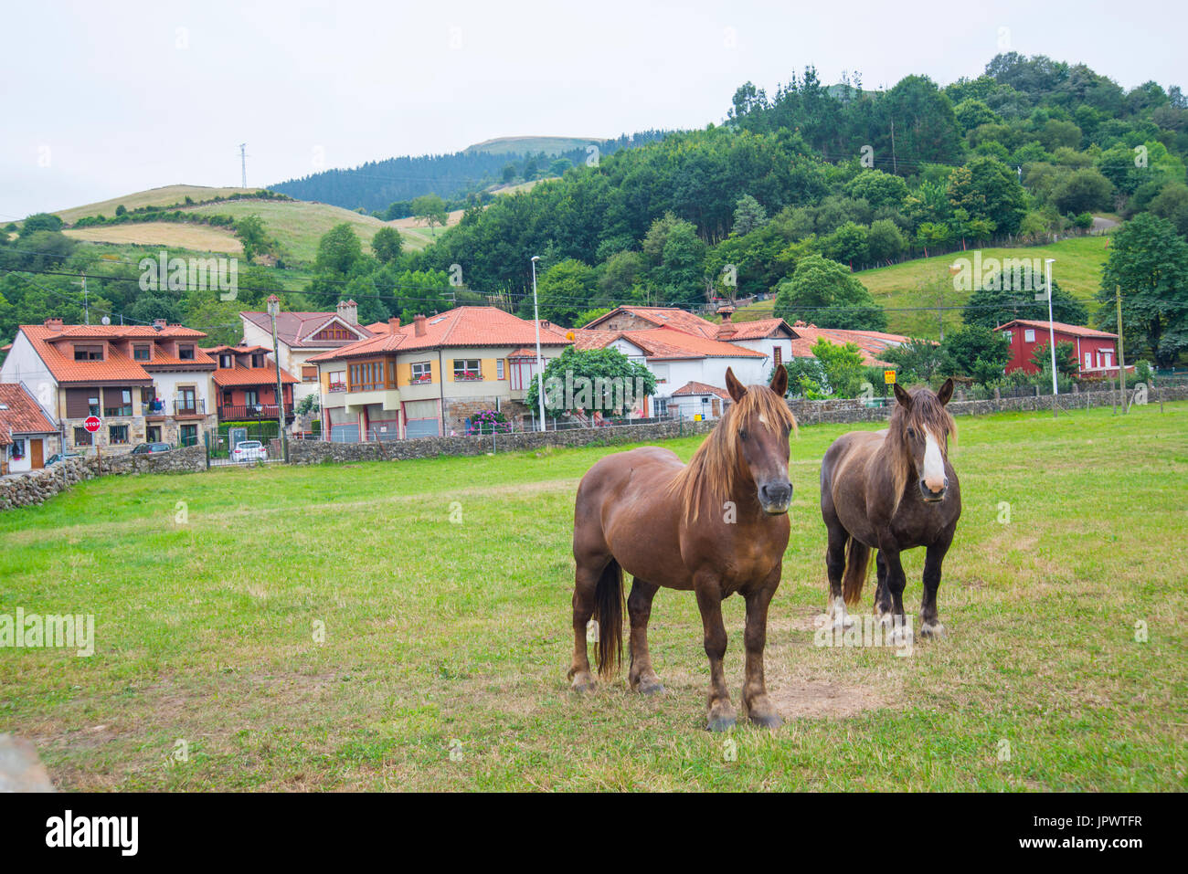 Two horses in a meadow and view of the village. Ruente, Cantabria, Spain. Stock Photo