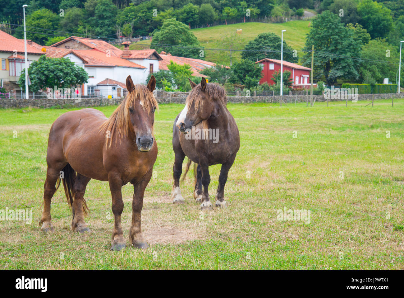 Two horses in a meadow and view of the village. Ruente, Cantabria, Spain. Stock Photo