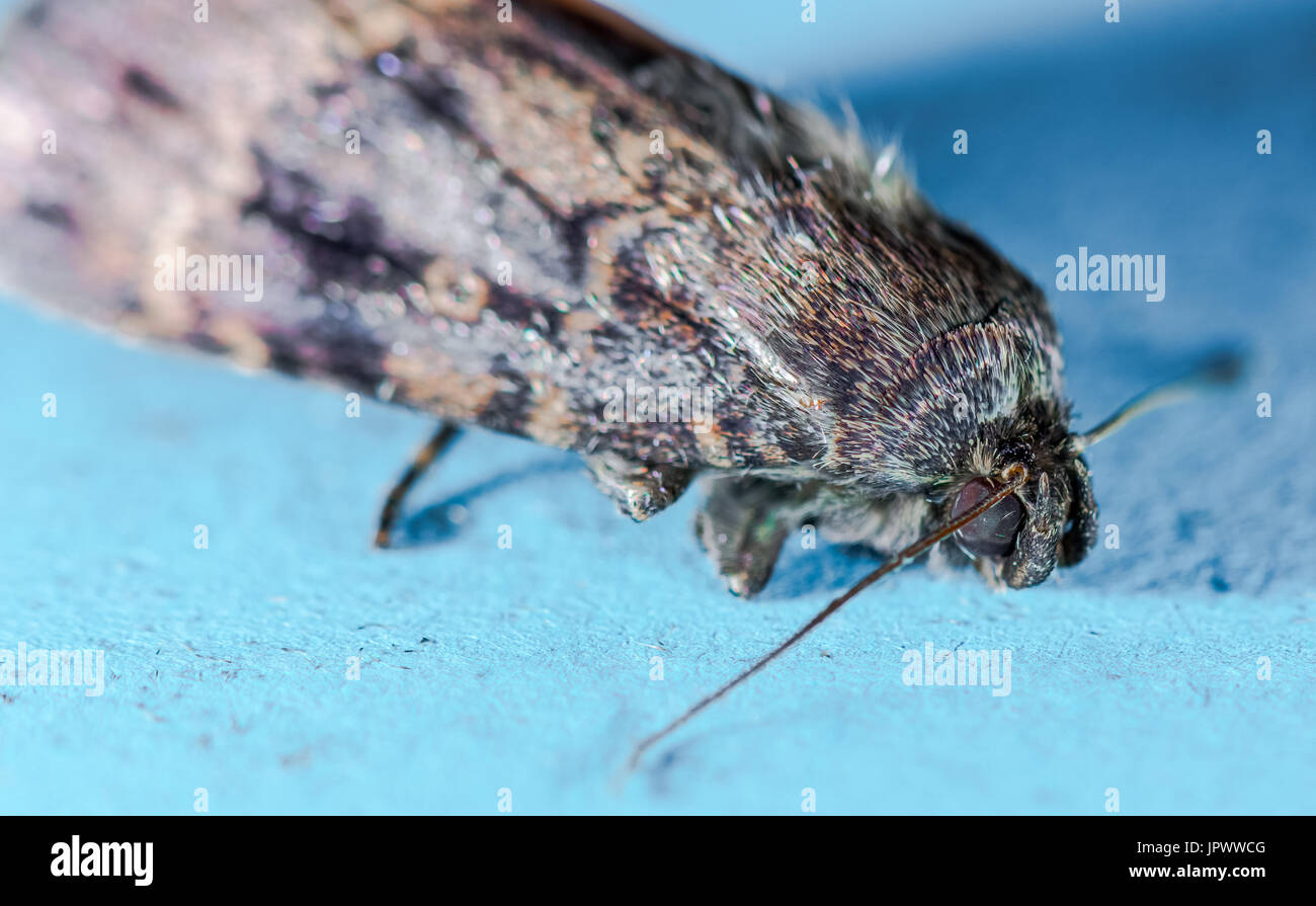 Copper Underwing common house moth Stock Photo