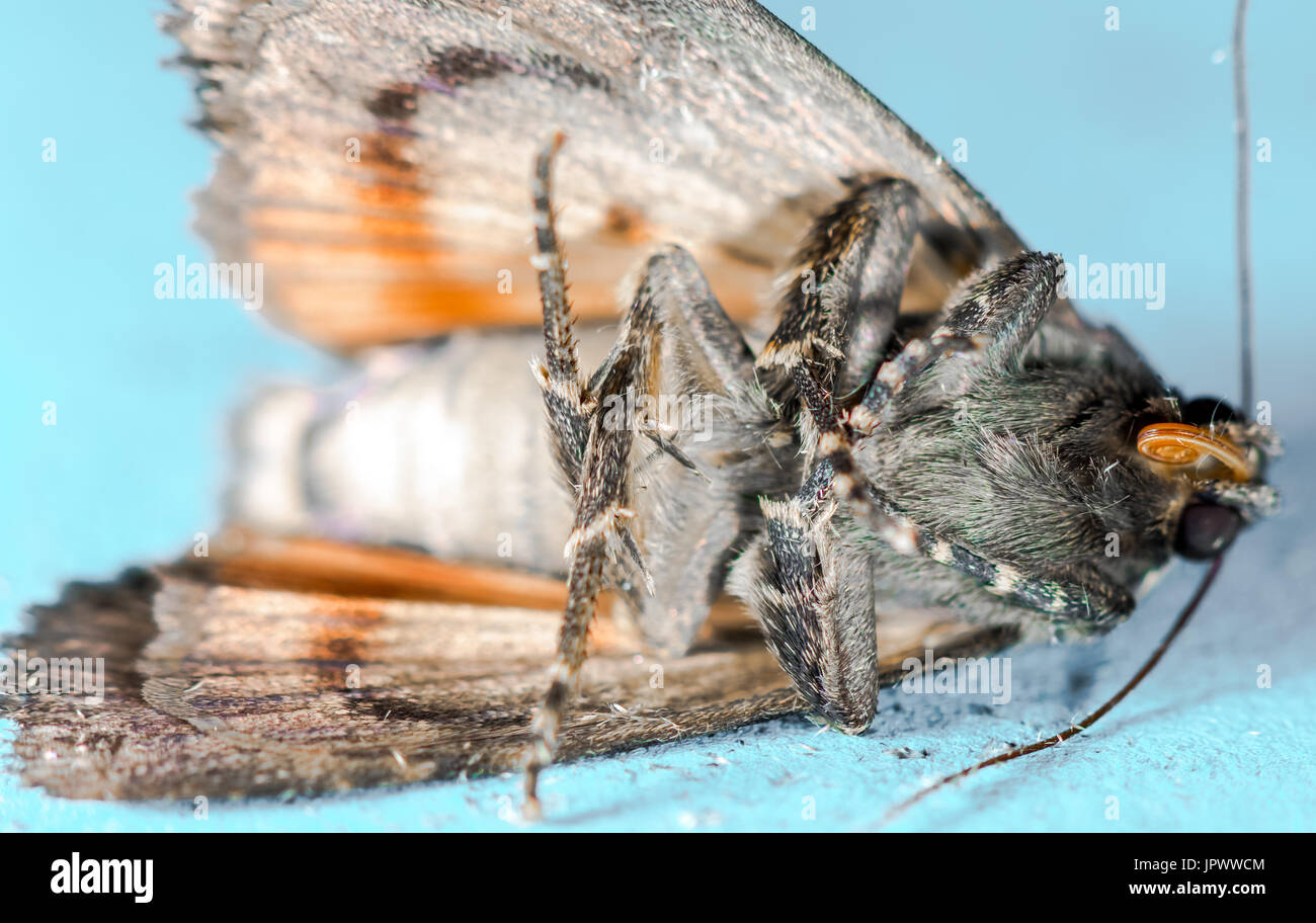 Copper Underwing common house moth Stock Photo
