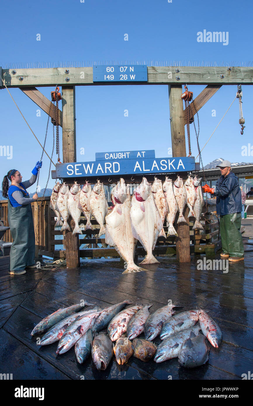 Fish weighing Port of Seward Alaska Kenai Peninsula Stock Photo Alamy