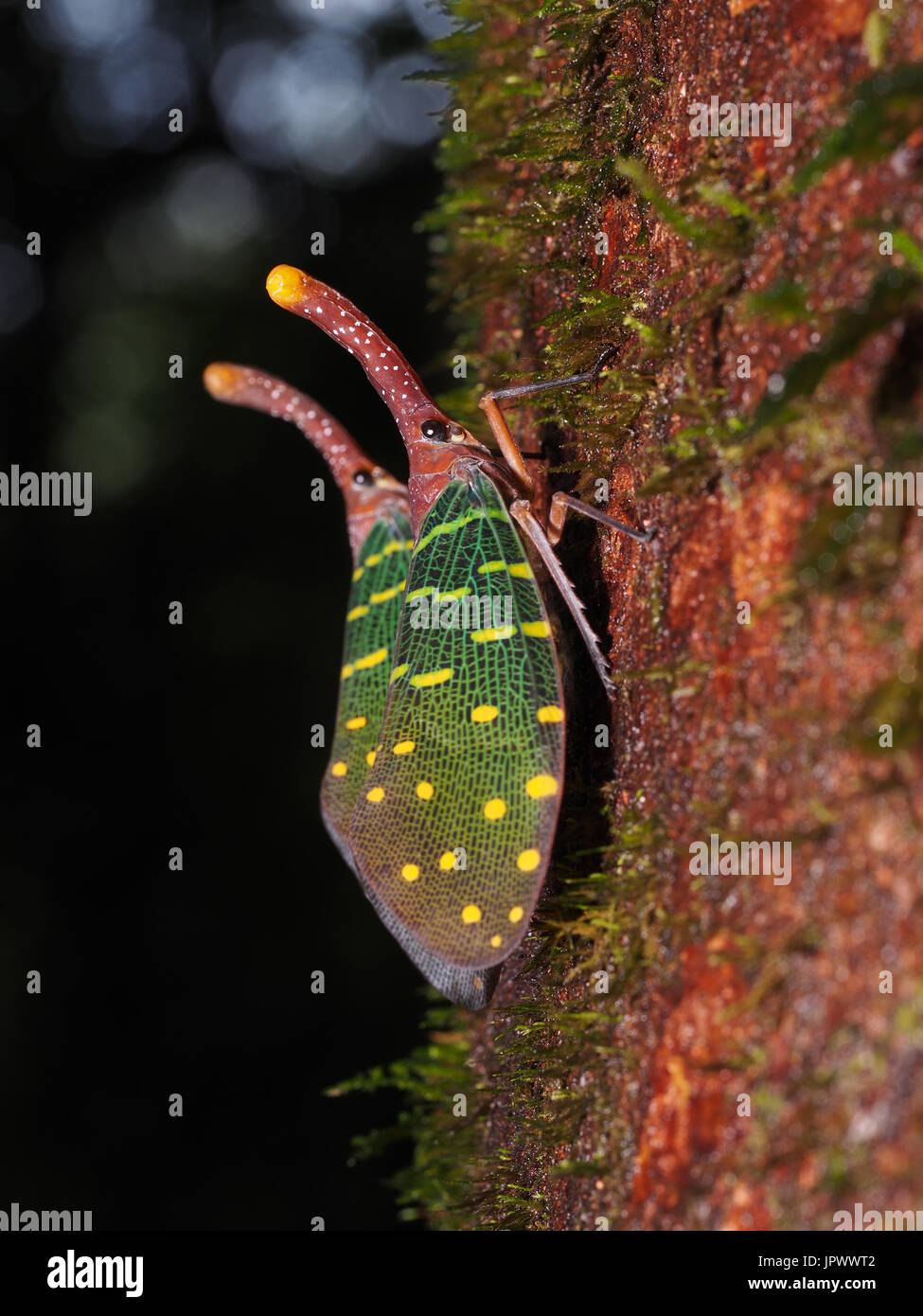Lantern bug on bark - Gunung Mulu Borneo Malaysia Stock Photo - Alamy