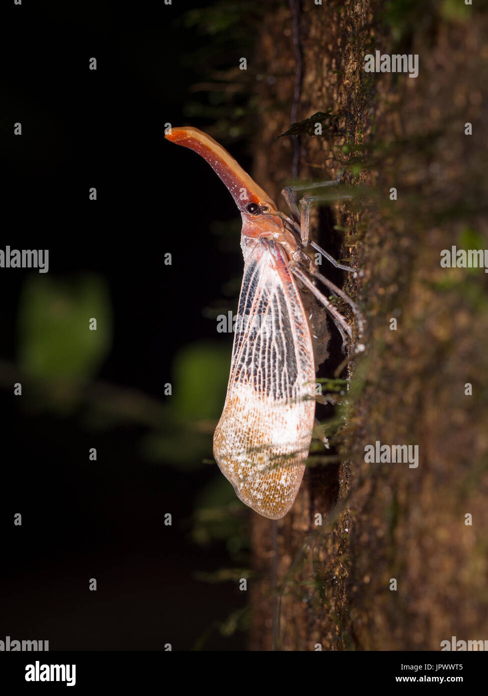 Lantern bug on bark - Gunung Mulu Borneo Malaysia Stock Photo - Alamy
