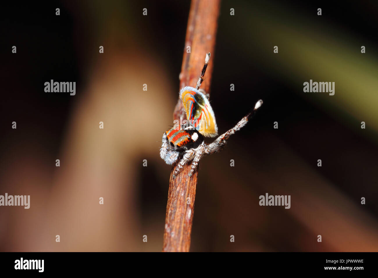 Male Peacock Spider performing mating dance Australia Stock Photo Alamy