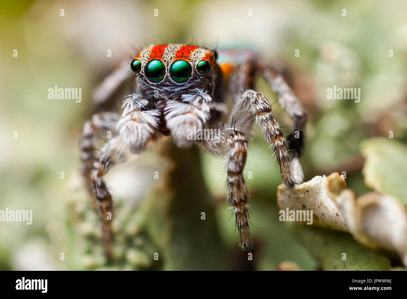 Male peacock spider hi-res stock photography and images - Alamy