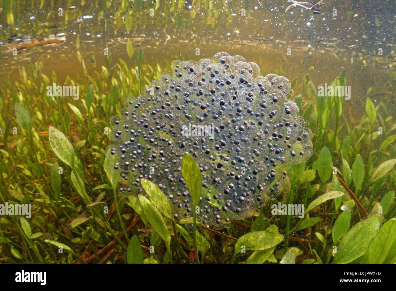 Frog eggs in pond deals