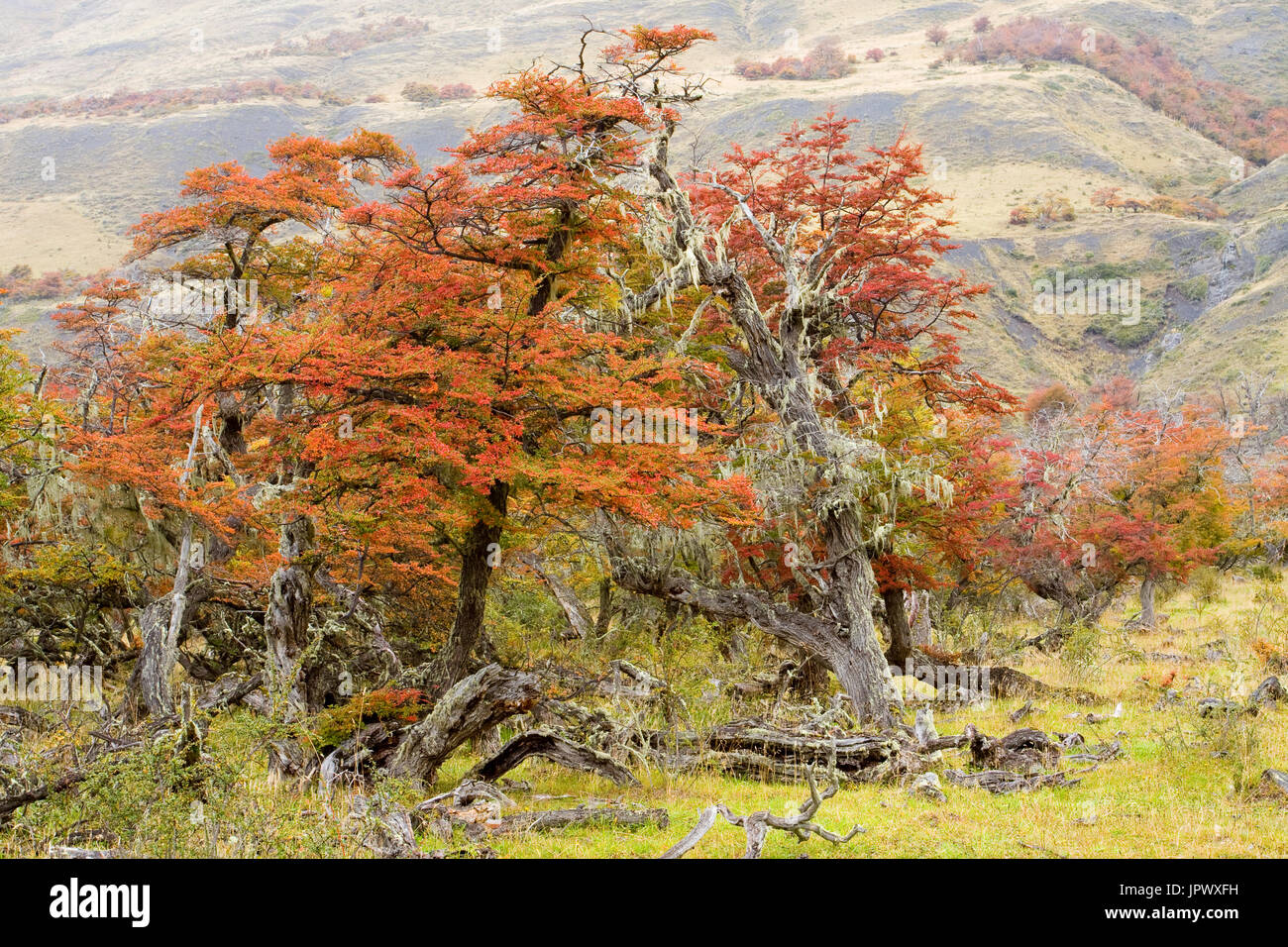 Lenga forest in autumn - Torres del Paine Chile Stock Photo