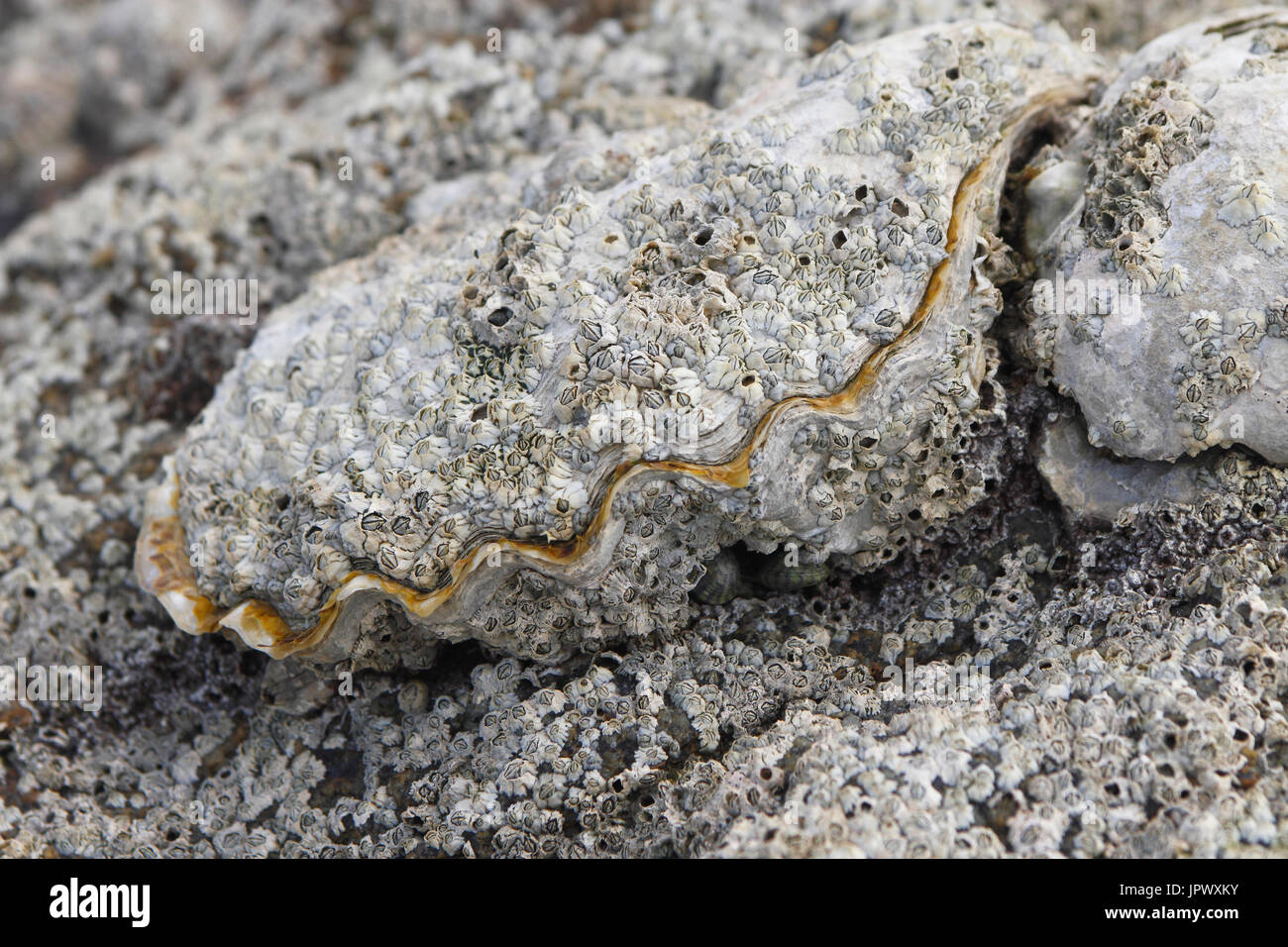 Barnacles on common edible oyster - Brittany France Stock Photo