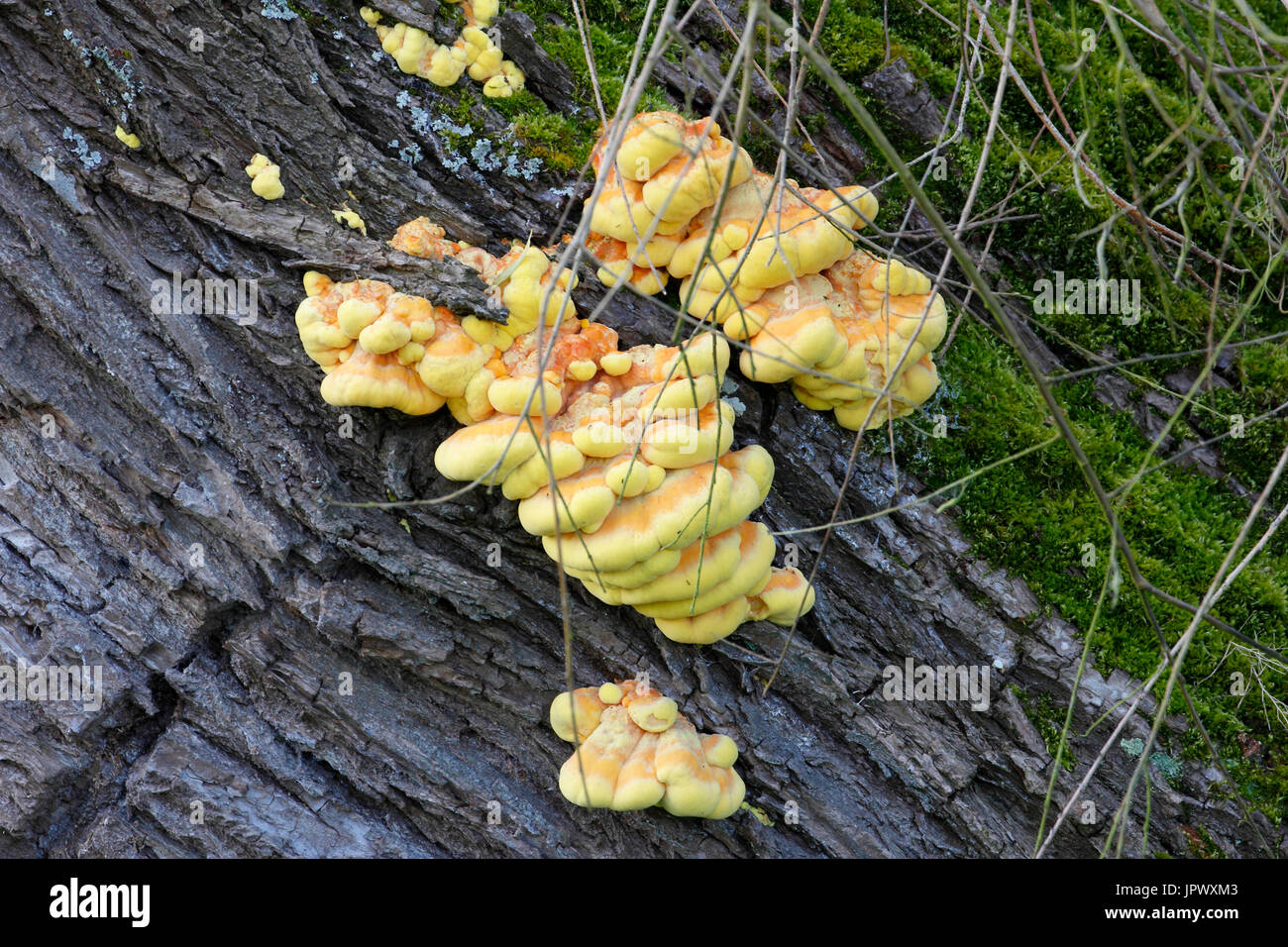 Sulfur Polypores on an old trunk - Normandy France Stock Photo