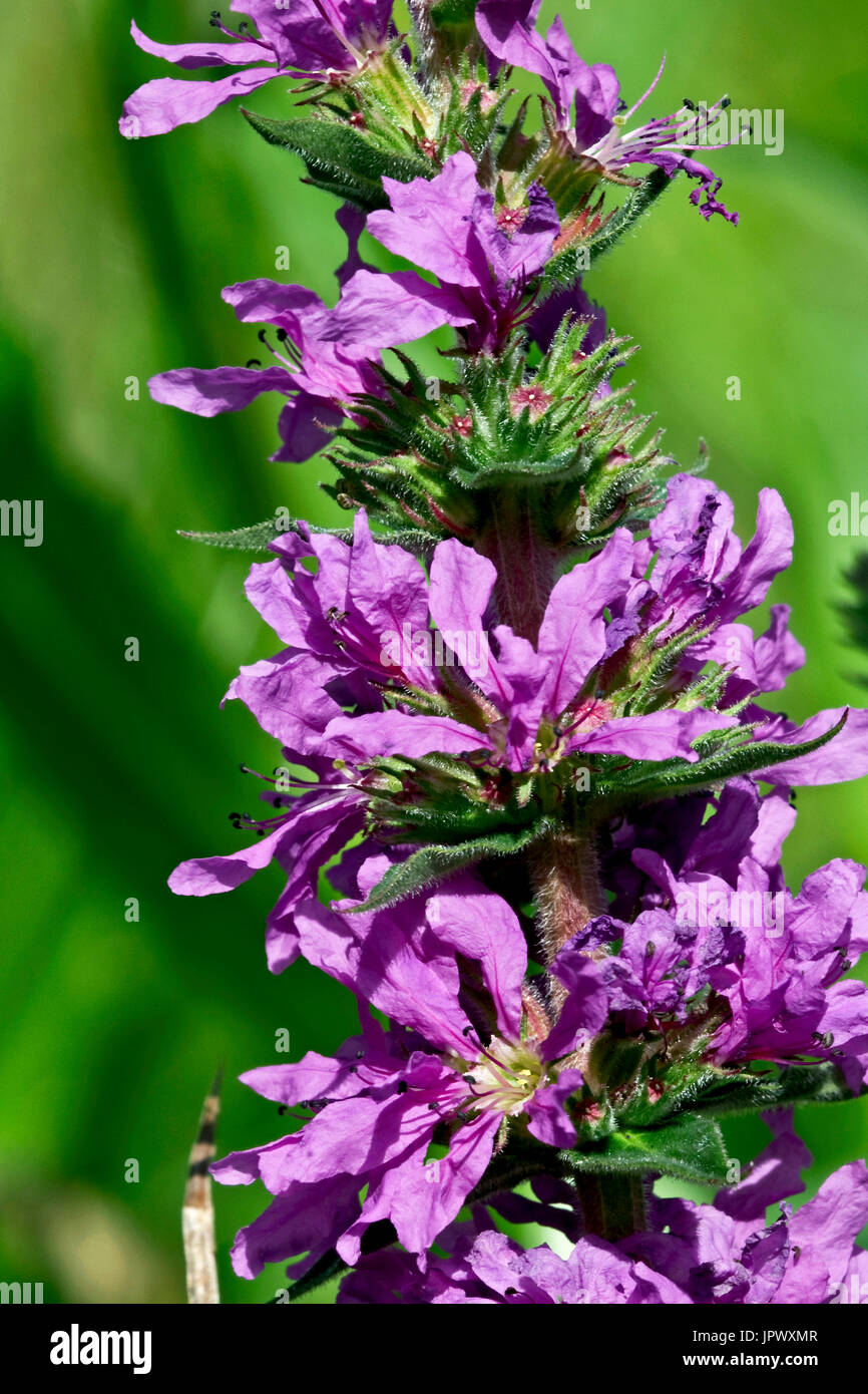 What Is Purple In Spain Spanish at Christian Heinz blog