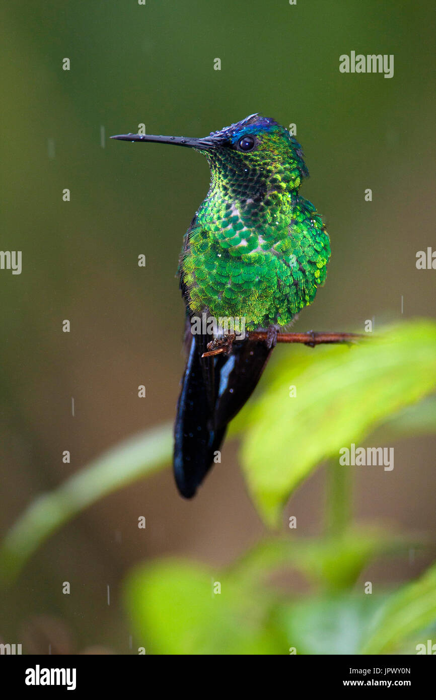 Violet capped woodnymph hi-res stock photography and images - Alamy