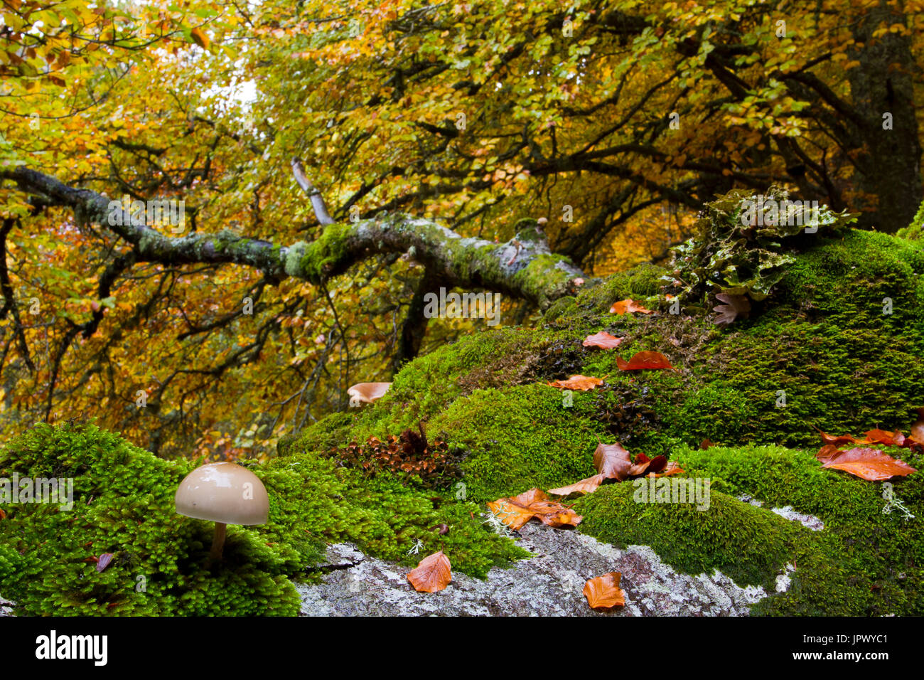 Mushroom under trees - Montejo Beech Forest Spain Stock Photo