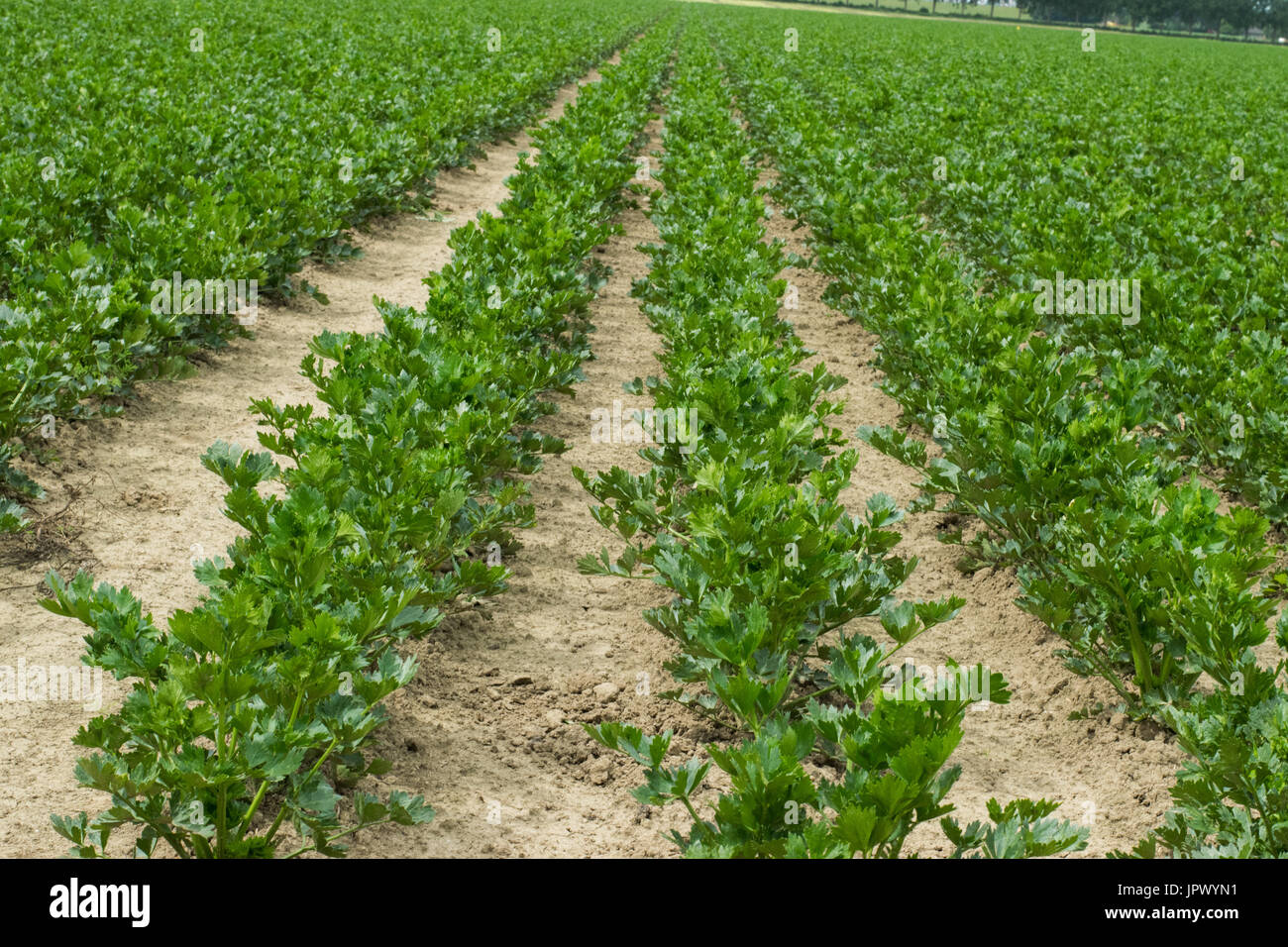Celery field Stock Photo Alamy