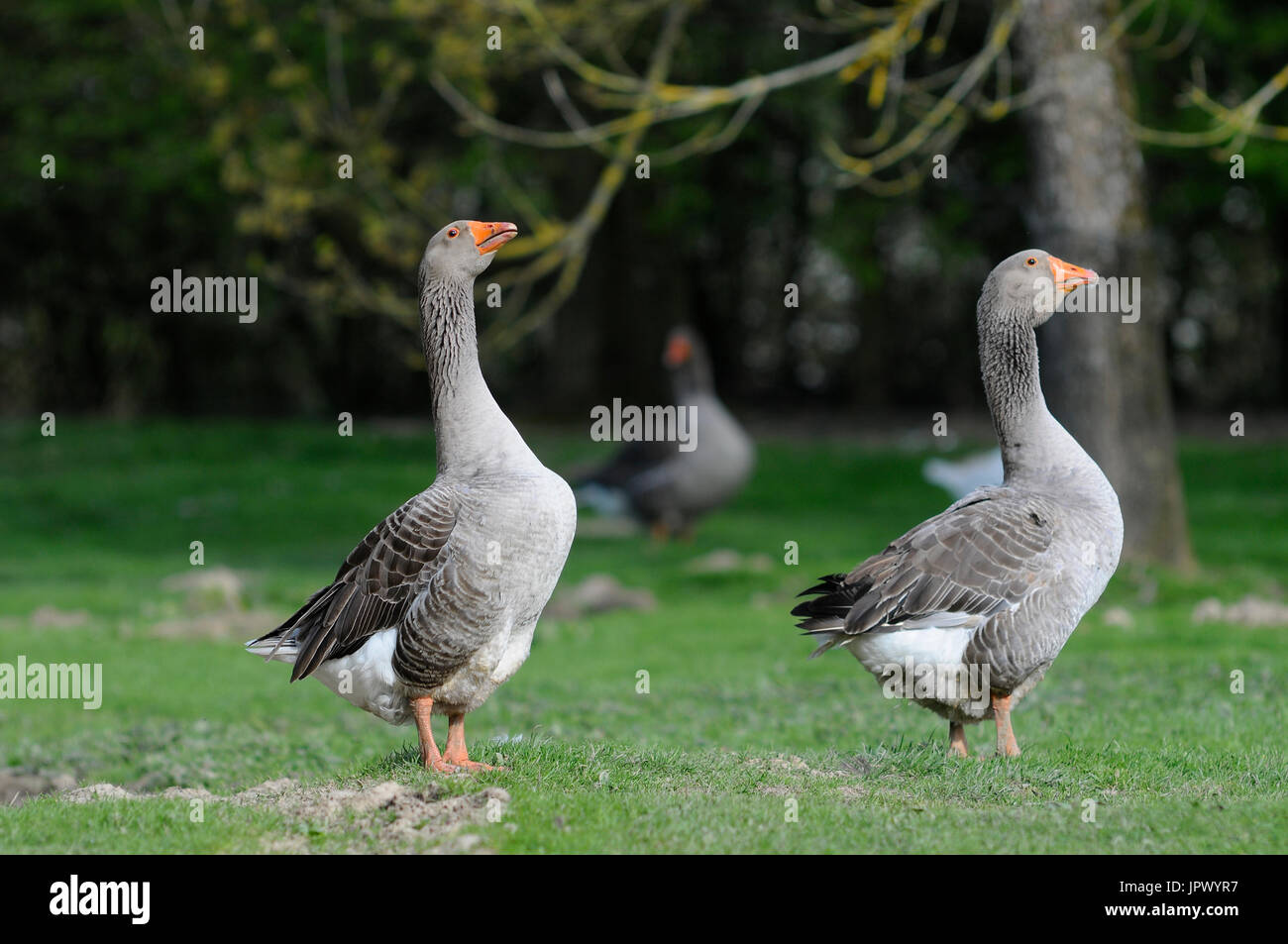Domestic geese in the grass France Stock Photo Alamy
