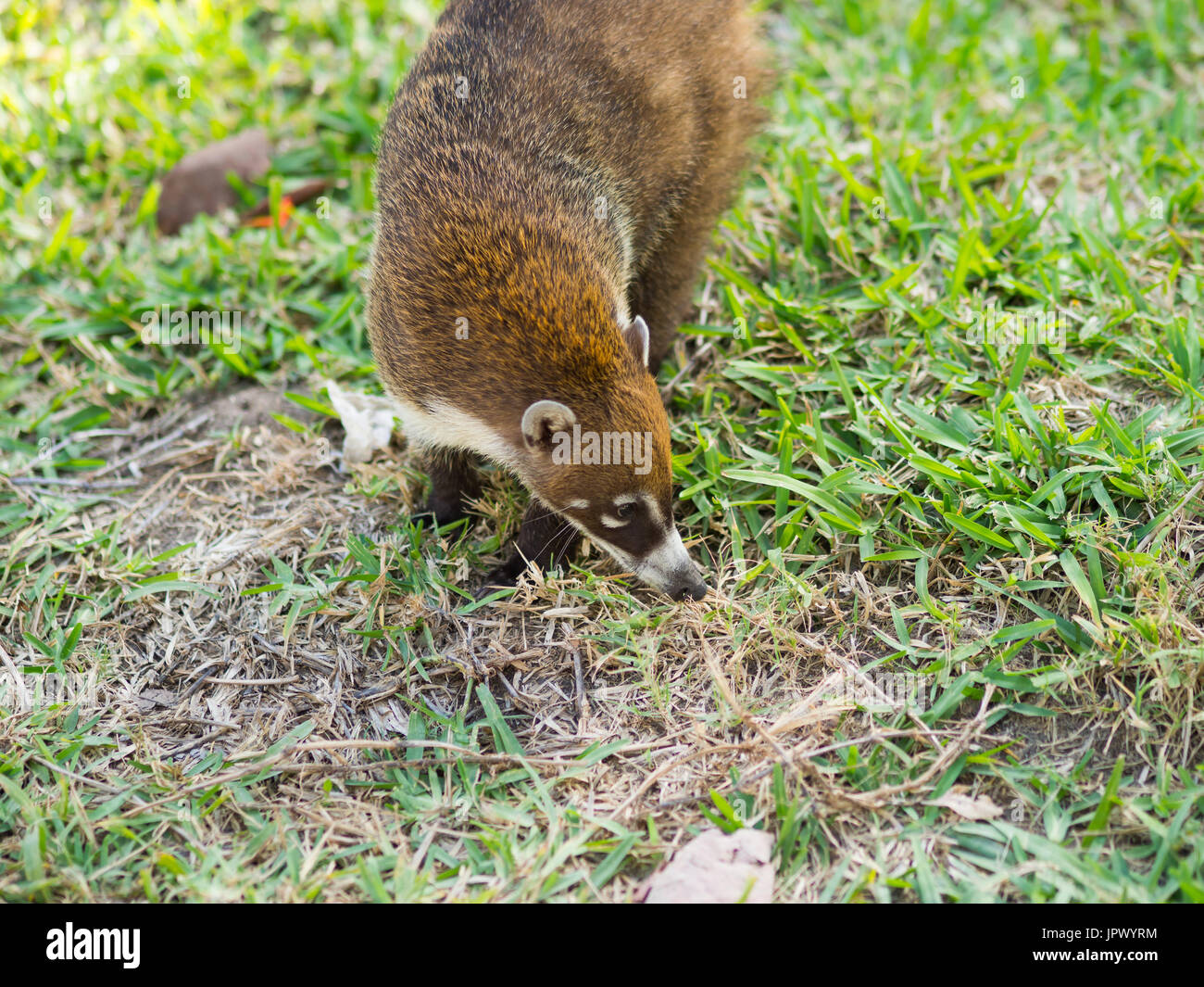 White-nosed coati (Nasua narica) in the wild, Yucatan, Mexico Stock ...