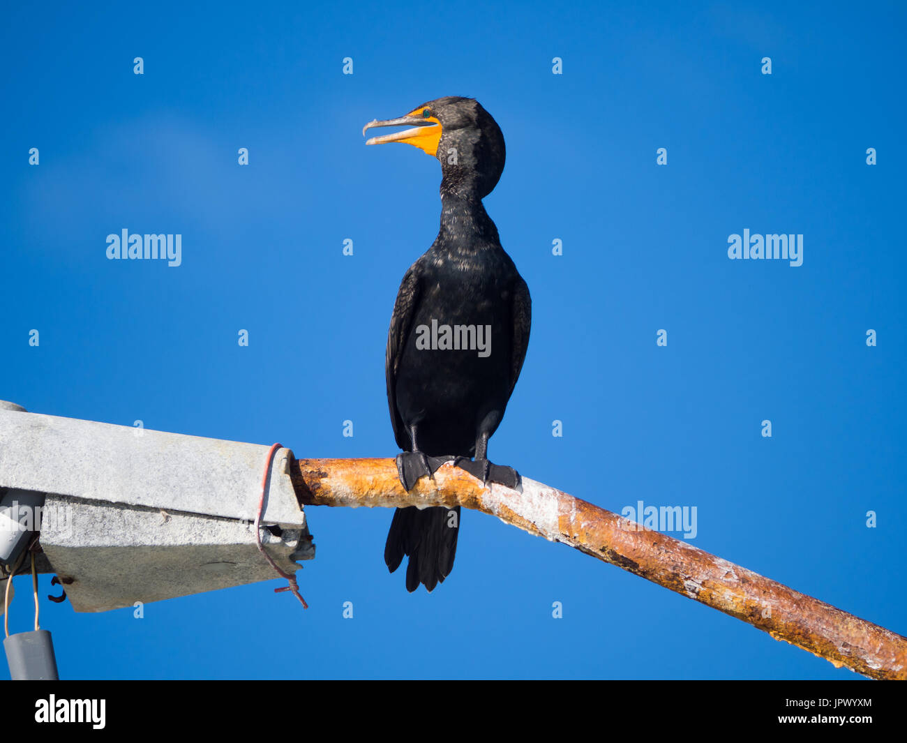 Double-Crested Cormorant on Rusty Street Light at Harbor, Progresso, Mexico Stock Photo