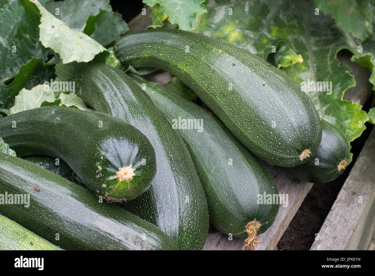 Over Ripe Zuchini Ripe zucchini growing healthy food hi-res stock photography and images ...