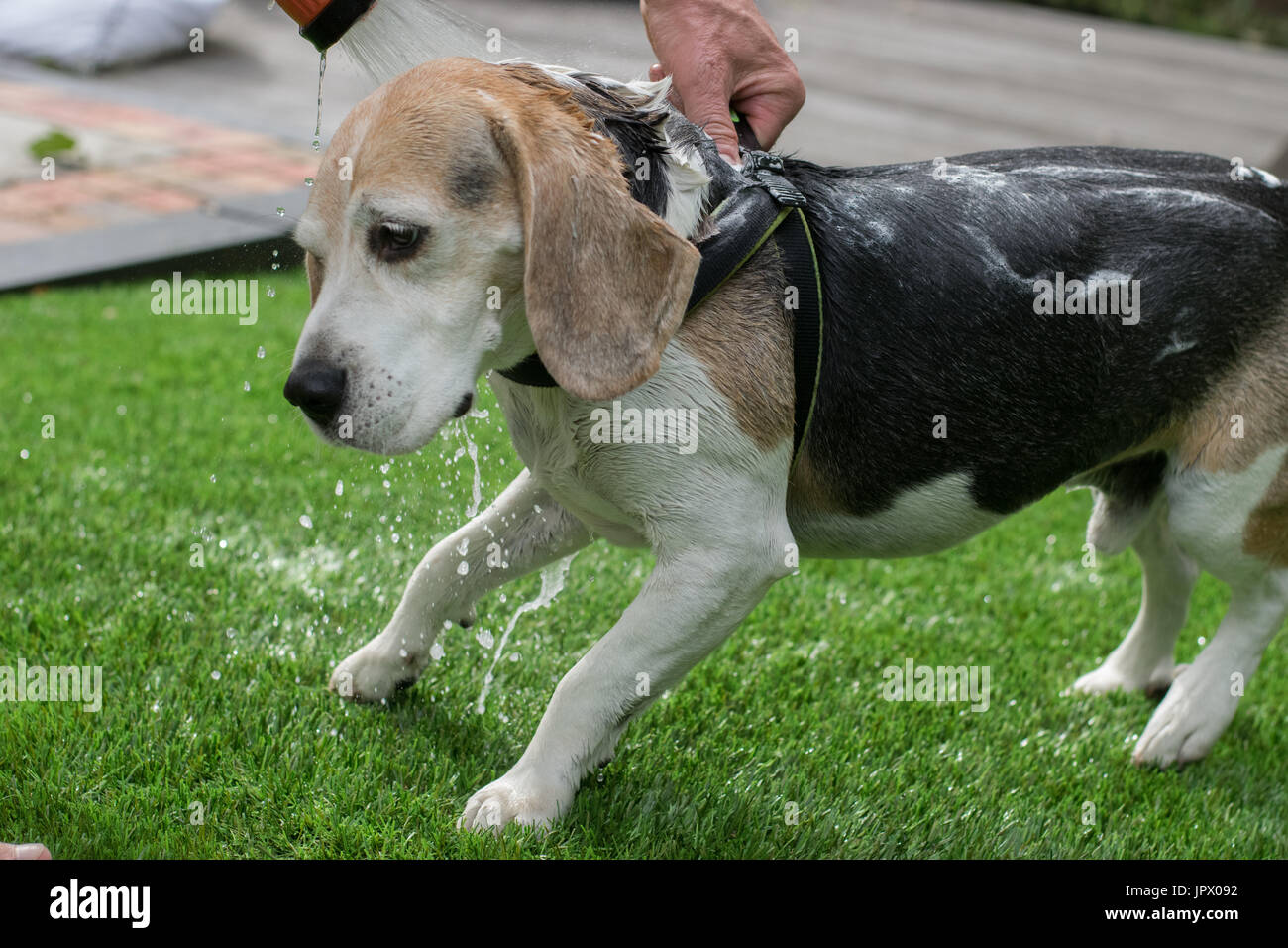 Dog with washing hires stock photography and images Alamy