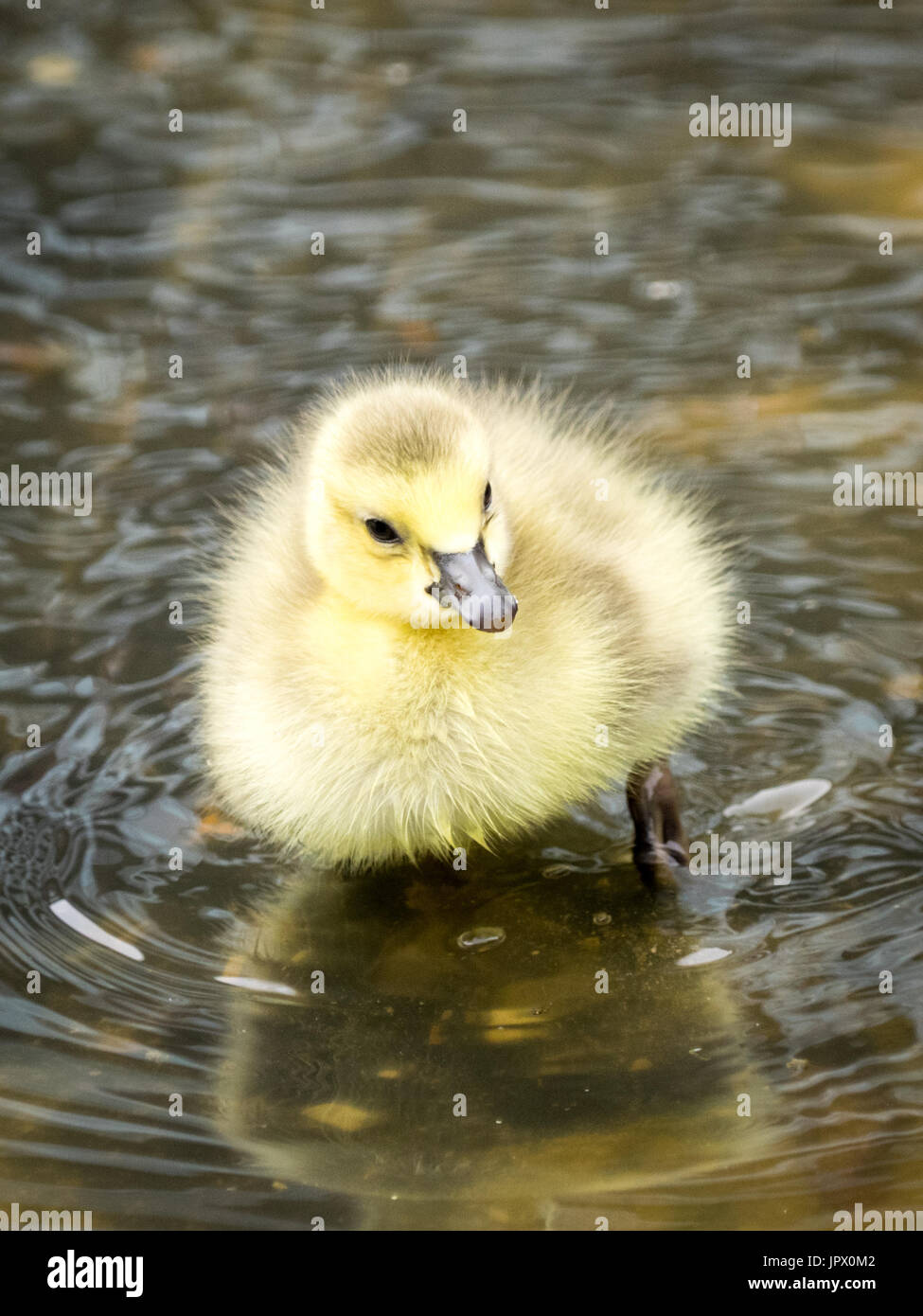 A newborn, day-old, Canada goose gosling wading in shallow water at Century Park in Edmonton, Alberta, Canada. Stock Photo