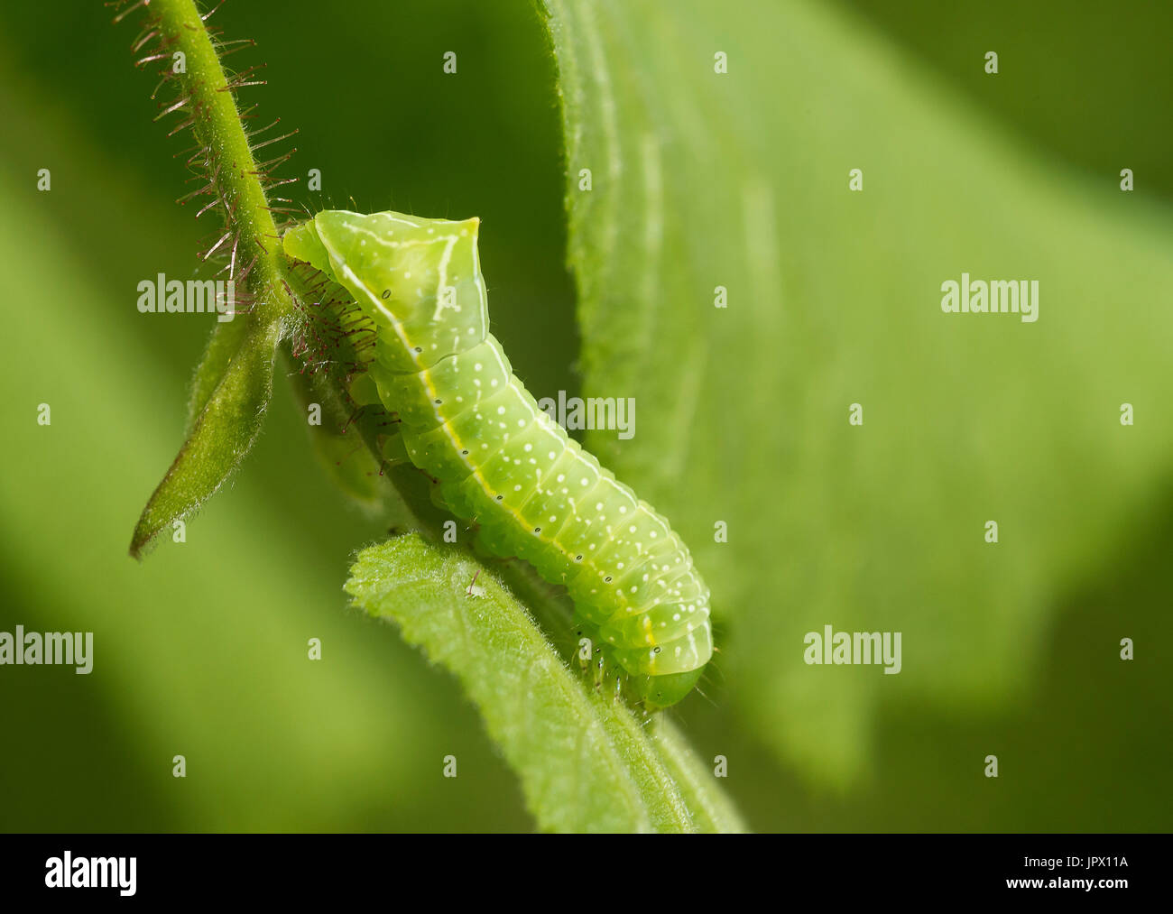 Copper Underwing caterpillar France Stock Photo Alamy