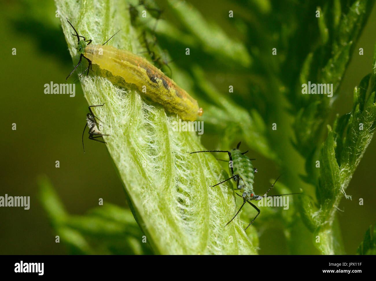 Marmalade Hoverfly larva eating a Aphid France Stock Photo Alamy