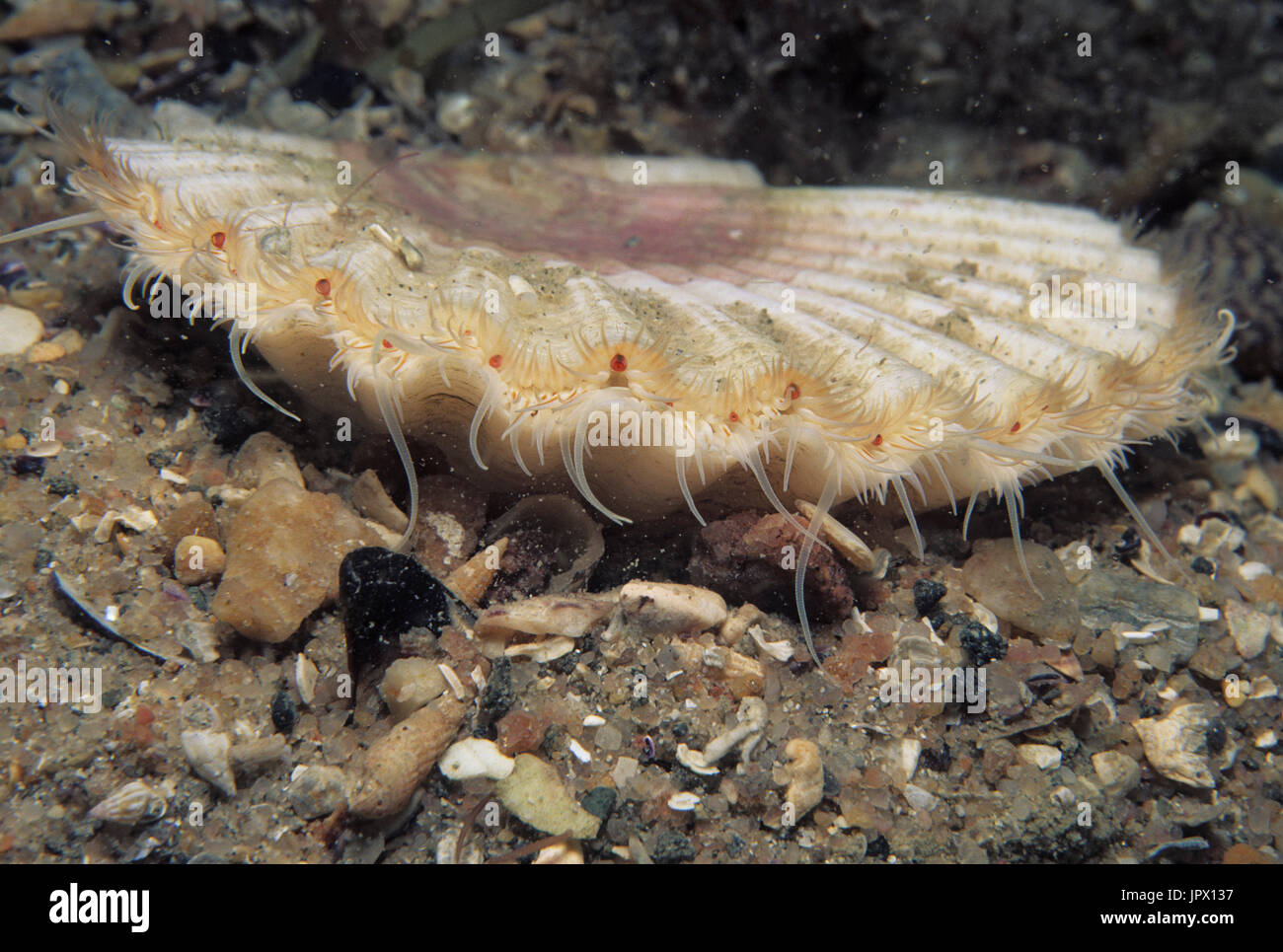 Great scallop Atlantic Sea Stock Photo Alamy