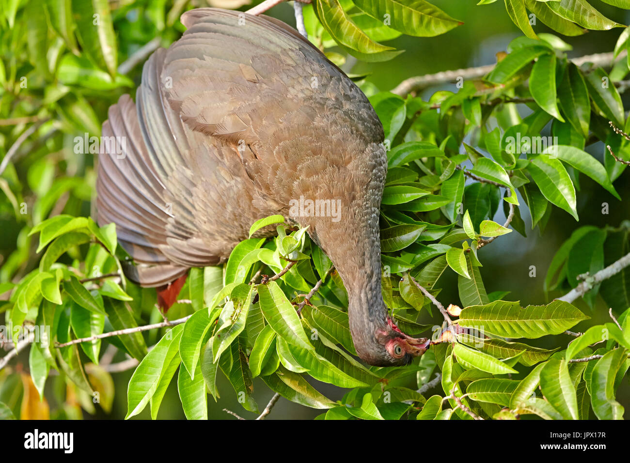 Chaco chachalaca eating berries - Brazil Pantanal Stock Photo - Alamy