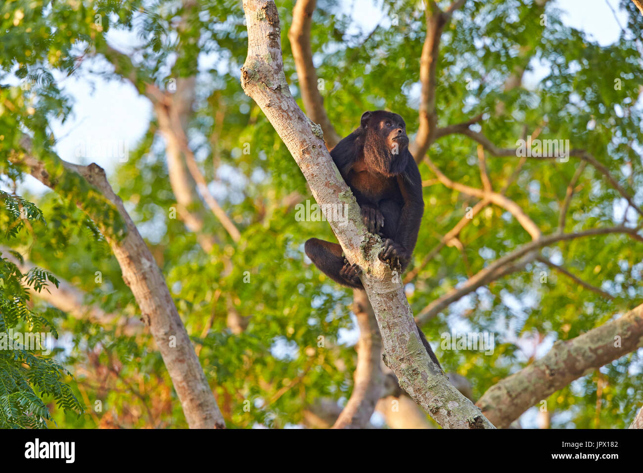 Black and gold howler monkey hi-res stock photography and images - Alamy
