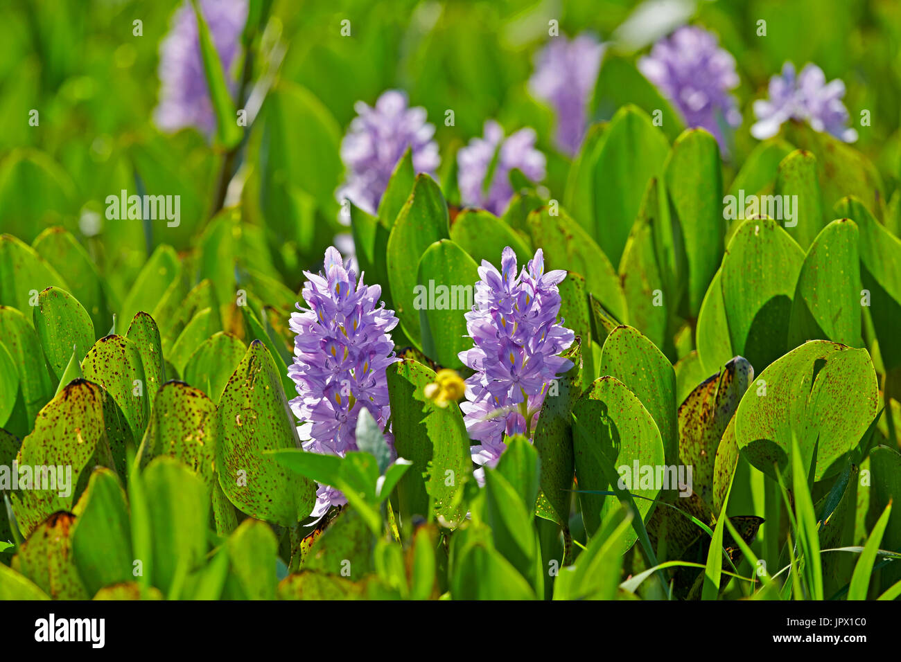 Common Water Hyacinth flowers Brazil Pantanal Stock Photo Alamy
