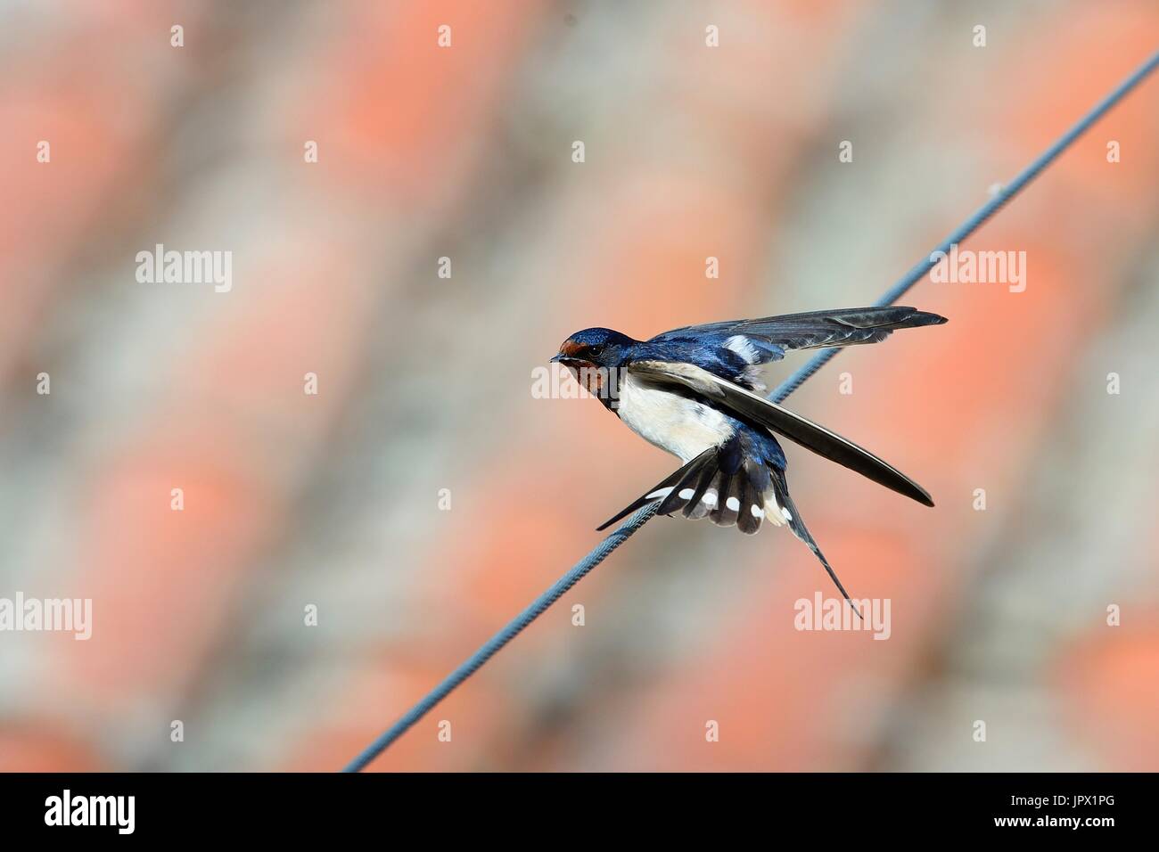 Barn Swallow on a wire Spain Stock Photo Alamy