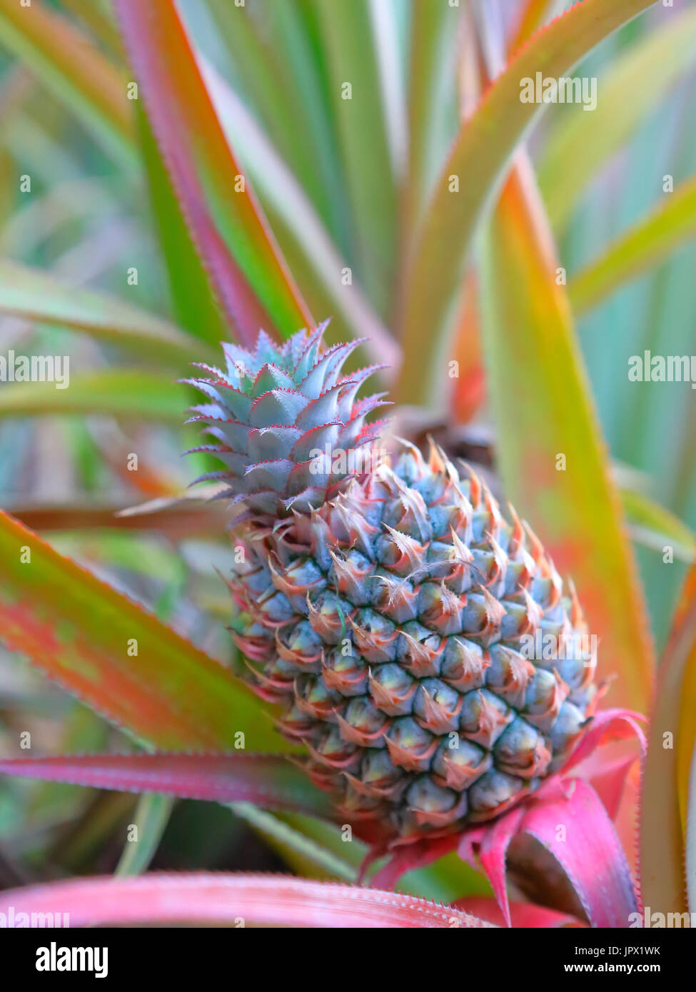 Pineapple fruit in a plantation Moorea French Polynesia Stock Photo