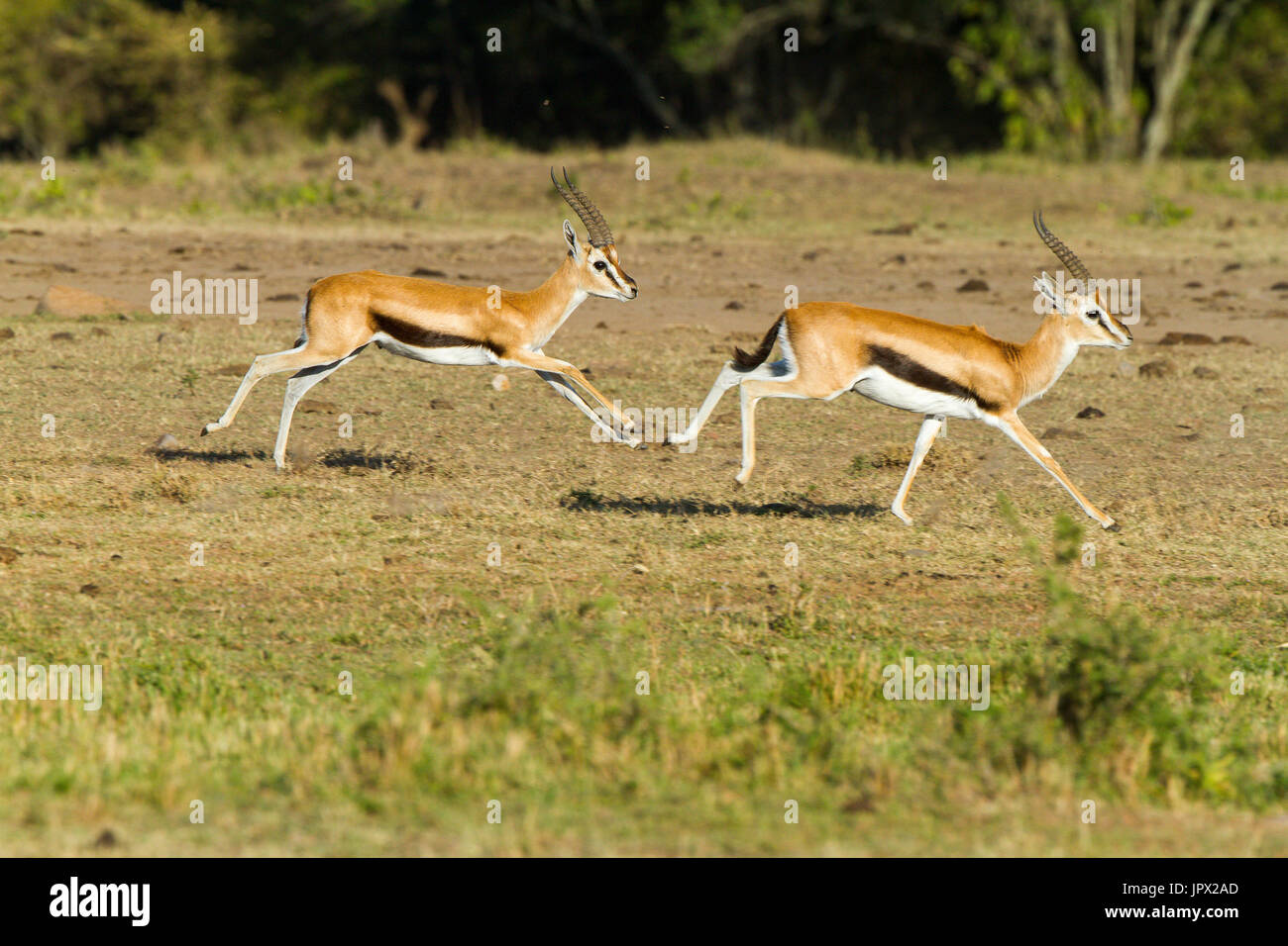 Thomson S Gazelles Running In The Savannah Masai Mara Stock Photo Alamy
