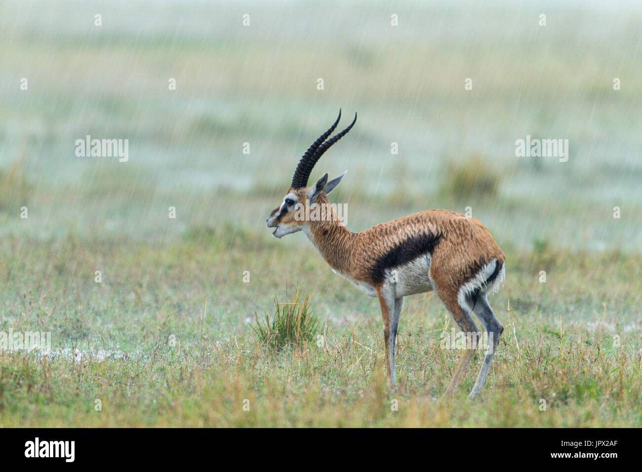 Thomson's gazelle male under the rain - Masai Mara Kenya Stock Photo ...