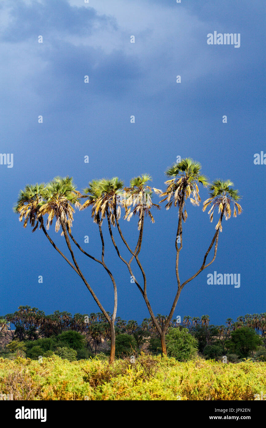 East african doum palm tree hires stock photography and images Alamy