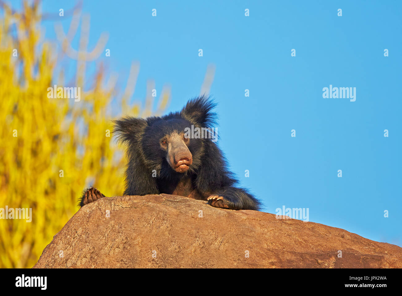 Portrait of Sloth bear - Sandur Mountain Range India Stock Photo