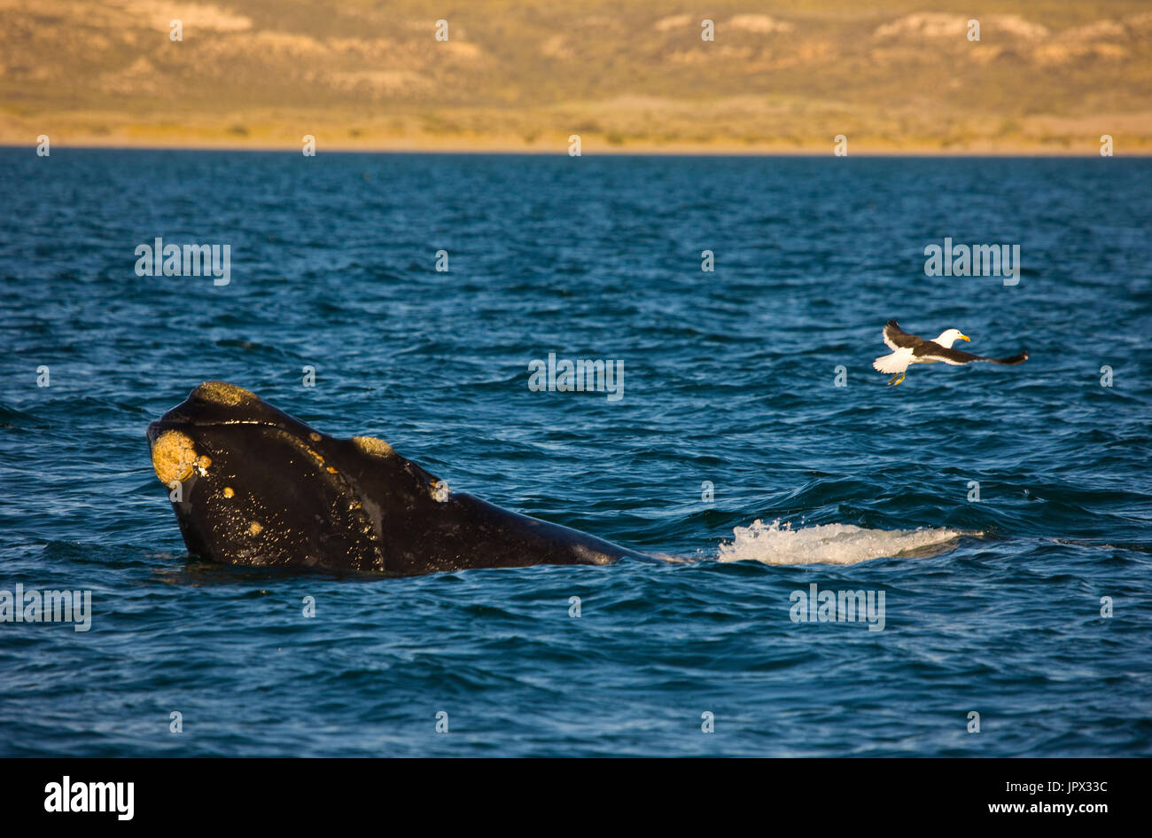 Southern Right Whale swimming on the surface - Argentina Stock Photo ...