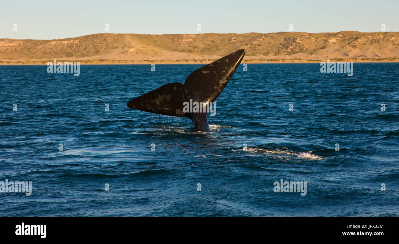Southern Right Whale tail on the surface - Argentina Stock Photo - Alamy