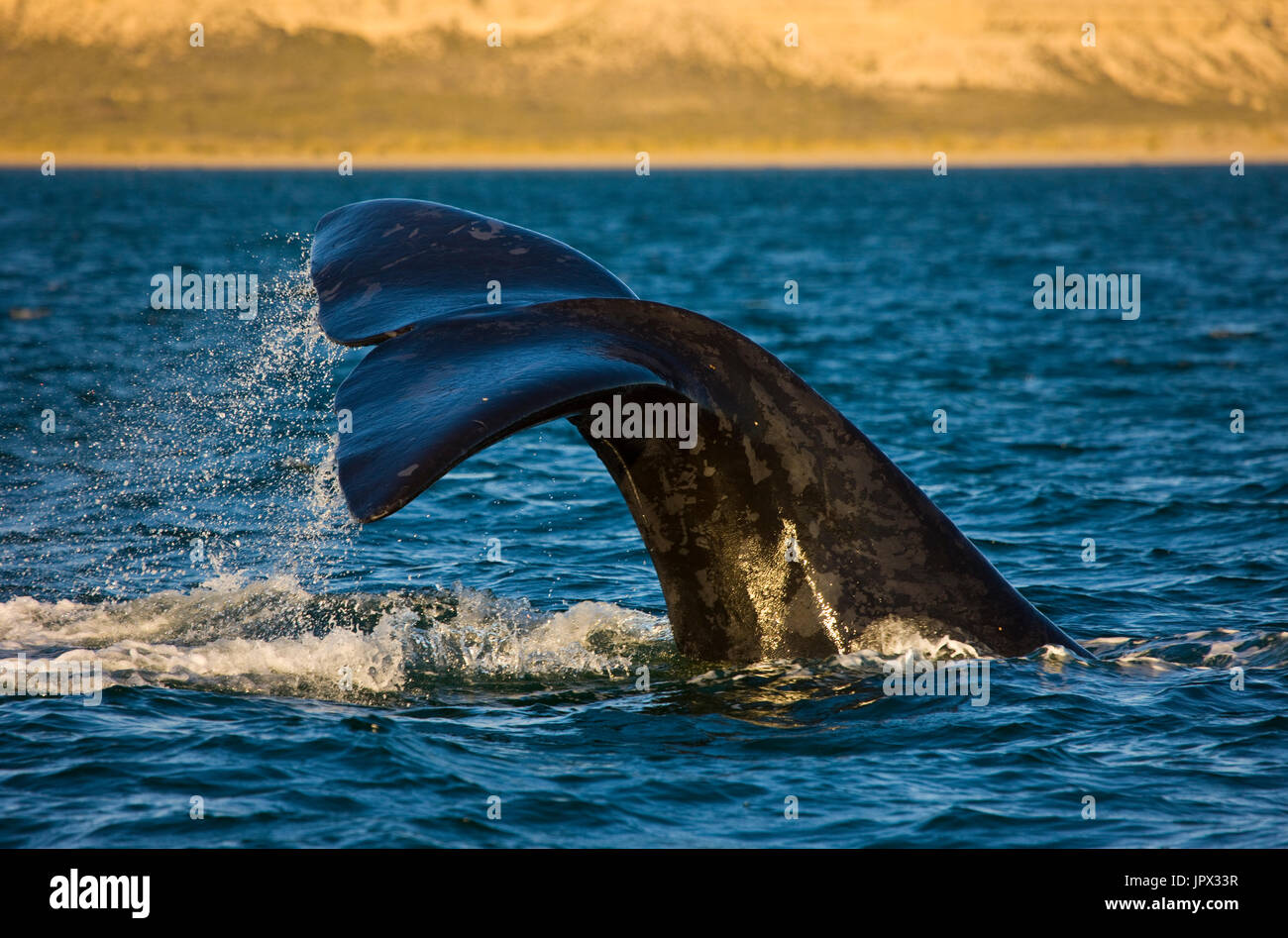 Southern Right Whale tail on the surface - Argentina Stock Photo - Alamy