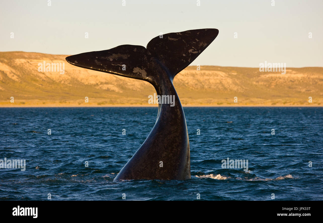 Southern Right Whale tail on the surface - Argentina Stock Photo - Alamy