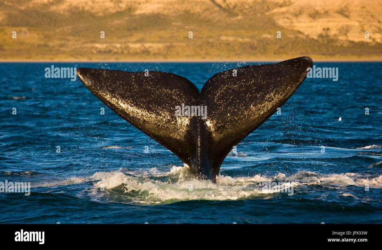 Southern Right Whale tail on the surface - Argentina Stock Photo - Alamy
