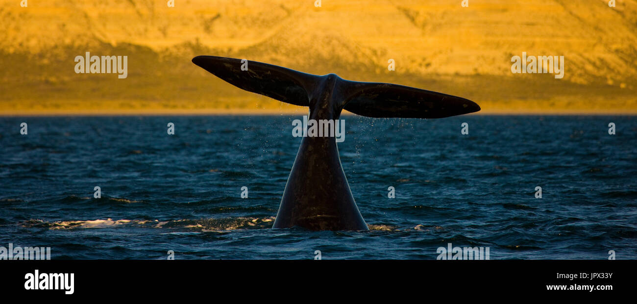 Southern Right Whale tail on the surface - Argentina Stock Photo - Alamy