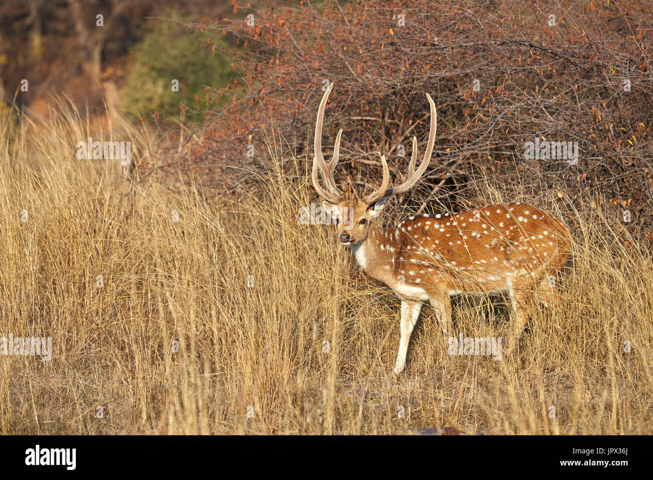 Axis deer in the dry grass Ranthambore India Stock Photo Alamy